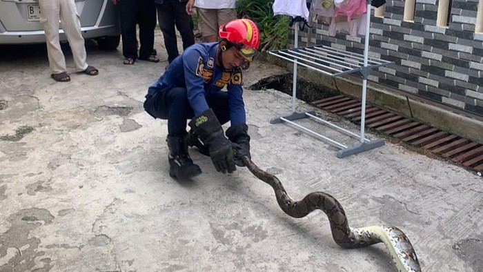 Anggota Damkar evakuasi ular sepanjang 2 meter di Bojonggede Bogor