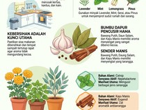 Infografis: 10 Bau yang Dibenci Kecoa, Dijamin Kabur!