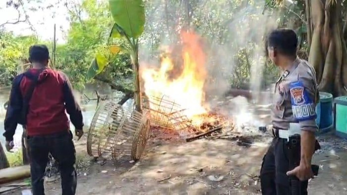 Lokasi Sabung Ayam di Tulangan yang dibakar polisi