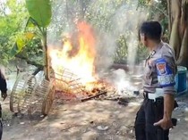 Digerebek Polisi, Arena Sabung Ayam di Sidoarjo Dibongkar Lalu Dibakar
