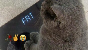 Yuk cing diet. Foto: Bored Panda