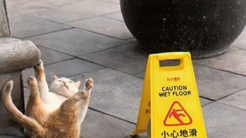 Ternyata berlaku buat kucing juga ya. Foto: Bored Panda