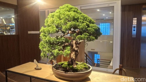 Pameran seni ROOTED memadukan seni tanaman bonsai dan karya lukis di ZIN Cafe, Canggu, Badung, Sabtu (11/7/2026). (Fabiola Dianira)