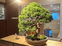Pameran ROOTED, Padukan Seni Lukis dan Bonsai di ZIN Cafe Canggu