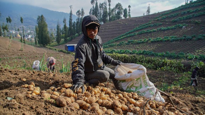 Petani memanen kentang varietas Granola di lahan pertanian Desa Ranupani, Kecamatan Senduro, Lumajang, Jawa Timur, Minggu (12/7/2026). Memasuki musim kemarau, petani mulai memanen kentang yang telah dibudidayakan selama sekitar lima bulan sebelum mengalihkan pola tanam ke komoditas kubis dan bawang daun sebagai upaya beradaptasi dengan minimnya curah hujan, sementara hasil panen dijual sekitar Rp12 ribu per kilogram dan dipasarkan ke Magetan dan Jakarta. ANTARA FOTO/Irfan Sumanjaya/YU