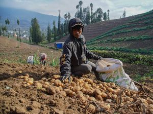 Panen Kentang Granola Warnai Musim Kemarau di Ranupani