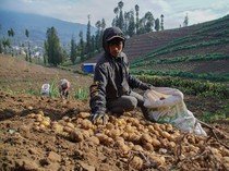 Panen Kentang Granola Warnai Musim Kemarau di Ranupani