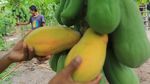 Petani Aceh Barat Panen Pepaya California