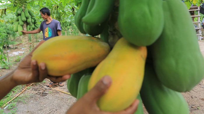 Petani mengumpulkan buah pepaya madu atau pepaya California hasil budidaya di salah satu kebun Badan Usaha Milik Gampong (BUMG) Tunas Muda Desa Cot Darat, Samatiga, Aceh Barat, Aceh, Minggu (12/7/2026). Para petani di kawasan itu mulai menekuni budidaya pepaya madu atau pepaya California karena memiliki potensi ekonomi tinggi, tidak rumit dalam perawatan, usia panen yang relatif cepat, mudah dipasarkan serta bisa bertahan dalam jangka panjang selama tiga tahun. ANTARA FOTO/Syifa Yulinnas/bar