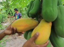 Petani Aceh Barat Panen Pepaya California