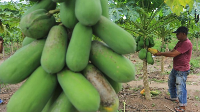 Petani mengumpulkan buah pepaya madu atau pepaya California hasil budidaya di salah satu kebun Badan Usaha Milik Gampong (BUMG) Tunas Muda Desa Cot Darat, Samatiga, Aceh Barat, Aceh, Minggu (12/7/2026). Para petani di kawasan itu mulai menekuni budidaya pepaya madu atau pepaya California karena memiliki potensi ekonomi tinggi, tidak rumit dalam perawatan, usia panen yang relatif cepat, mudah dipasarkan serta bisa bertahan dalam jangka panjang selama tiga tahun. ANTARA FOTO/Syifa Yulinnas/bar