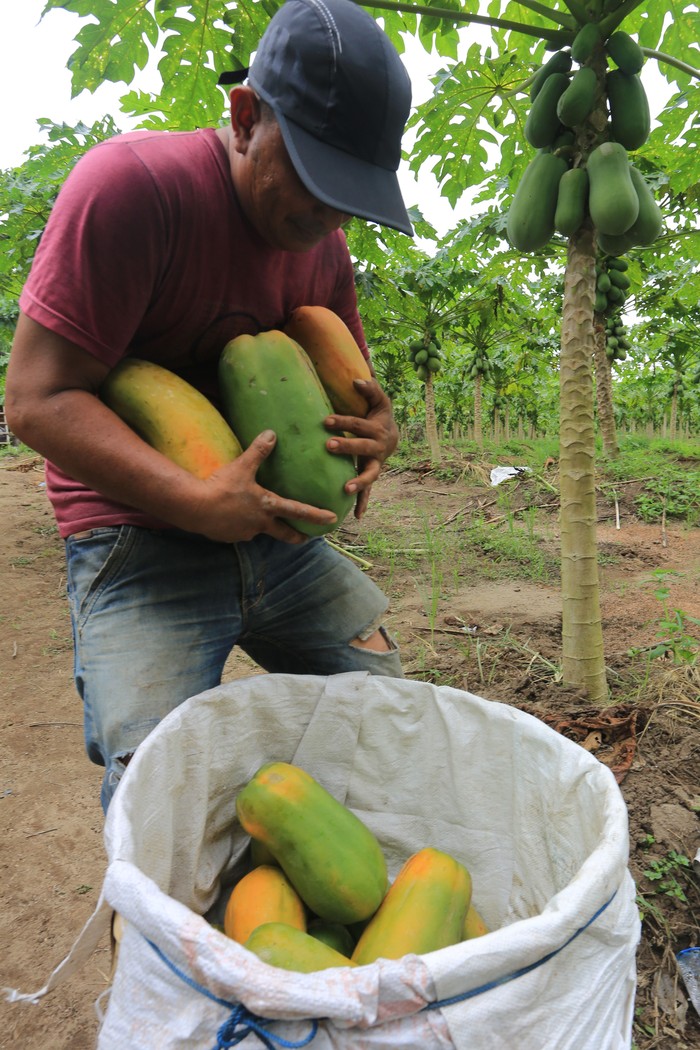 Petani mengumpulkan buah pepaya madu atau pepaya California hasil budidaya di salah satu kebun Badan Usaha Milik Gampong (BUMG) Tunas Muda Desa Cot Darat, Samatiga, Aceh Barat, Aceh, Minggu (12/7/2026). Para petani di kawasan itu mulai menekuni budidaya pepaya madu atau pepaya California karena memiliki potensi ekonomi tinggi, tidak rumit dalam perawatan, usia panen yang relatif cepat, mudah dipasarkan serta bisa bertahan dalam jangka panjang selama tiga tahun. ANTARA FOTO/Syifa Yulinnas/bar