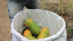 Petani Aceh Barat Panen Pepaya California