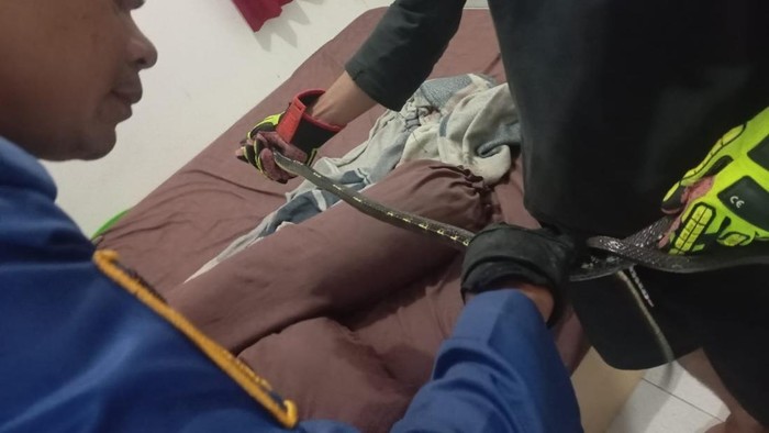 Proses evakuasi ular black welling di Kuningan