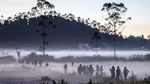 Suhu Minus 3 Derajat, Dieng Diselimuti Embun Beku