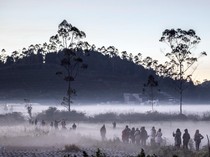 Suhu Minus 3 Derajat, Dieng Diselimuti Embun Beku