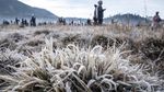 Suhu Minus 3 Derajat, Dieng Diselimuti Embun Beku