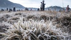 Video: Cuaca di Dieng -6 Derajat Celsius Pagi Tadi, Daun Sampai Membeku