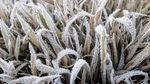 Suhu Minus 3 Derajat, Dieng Diselimuti Embun Beku