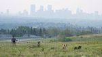 Asap Kebakaran Hutan Ancam Kesehatan Warga Calgary