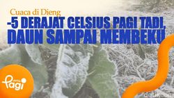 Video: Cuaca di Dieng -6 Derajat Celsius Pagi Tadi, Daun Sampai Membeku