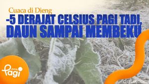 Video: Cuaca di Dieng -6 Derajat Celsius Pagi Tadi, Daun Sampai Membeku