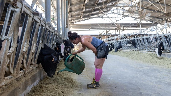 A grader listens for internal cracks during quality checks at Credito Emiliano's cheese vault as part of efforts to safeguard both product and collateral after daily energy consumption rose about 30% at the peak of recent heatwaves, in Montecavolo di Quattro Castella, Italy, July 6, 2026. REUTERS/Matteo Minnella
