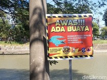 5 Fakta Kemunculan Buaya Bikin Heboh Pemancing di Kali Jagir Surabaya