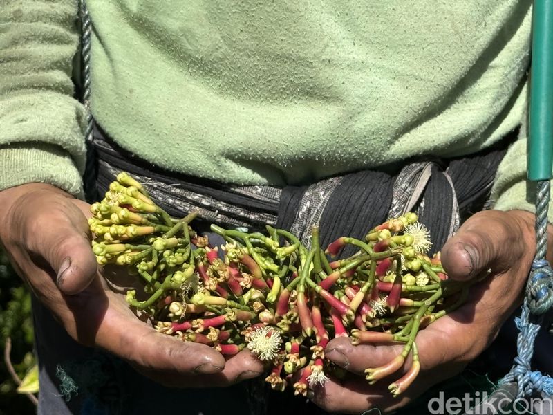 Kebun Cengkeh di Toli Toli
