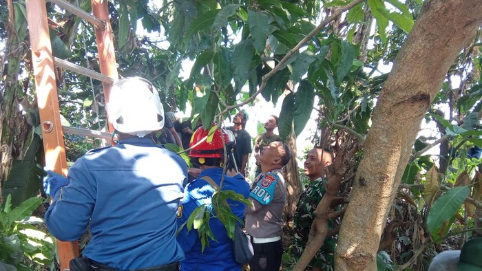 Petugas saat mengevakuasi kakek yang tersengat listrik saat memotong ranting untuk pakan ternak di Pundong, Bantul.