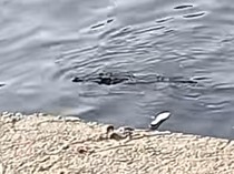 Heboh Kemunculan Buaya Saat Warga Mancing di Kali Jagir Surabaya
