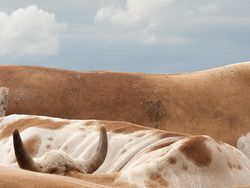 Karya Memukau Jawara Hasselblad Master 2026, Bangga Ada Indonesia!
