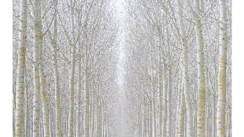 Pemenang kategori Lanscape diraih Rohan Reilly dari Irlandia. Fotografer Rohan Reilly mengabadikan deretan pohon poplar di sepanjang Sungai Po, Italia, yang berdiri terendam air tenang dalam cahaya lembut hasil teknik eksposur panjang. Karya ini mengubah lanskap yang semula bersifat fungsional menjadi pemandangan surealis dan meditatif, menampilkan keindahan alam yang seolah membekukan waktu. Foto: Hasselblad Master