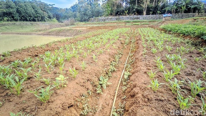 Penampakan Situ Rancabungur di Kelurahan Benteng, Kecamatan Ciamis, mulai mengering dimanfaatkan warga menanam sayuran.