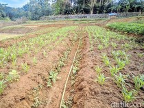 Warga Ciamis Manfaatkan Dasar Situ Rancabungur yang Airnya Susut