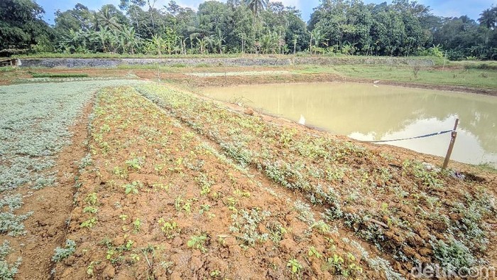 Penampakan Situ Rancabungur di Kelurahan Benteng, Kecamatan Ciamis, mulai mengering dimanfaatkan warga menanam sayuran.