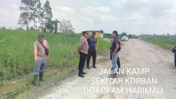 Seorang pria tewas diterkam harimau di Kabupaten Pelalawan, Riau. Jasad korban ditemukan pada Sabtu (11/3/2026) pagi usai diseret 2 kilometer ke dalam hutan.