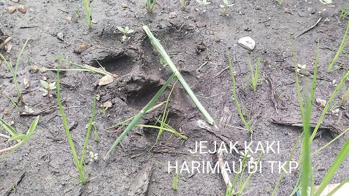 Seorang pria tewas diterkam harimau di Kabupaten Pelalawan, Riau. Jasad korban ditemukan pada Sabtu (11/3/2026) pagi usai diseret 2 kilometer ke dalam hutan.