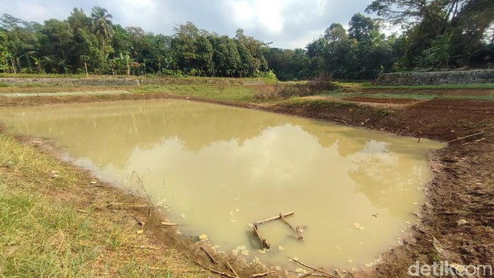 Situ Rancabungur di Kelurahan Benteng, Kecamatan dan Kabupaten Ciamis yang menyusut digunakan oleh warga untuk bercocok tanam