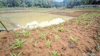 Warga memanfaatkan dasar situ yang mengering untuk menanam sayuran, seperti kangkung, bayam, dan kacang tanah. Lahan yang semula terendam kini menjadi sumber penghasilan tambahan. Di tengah situ yang masih menyisakan genangan, ikan peliharaan warga tetap bertahan. Sementara itu, dua perahu bebek yang dulu beroperasi kini terparkir karena air tak lagi mencukupi.