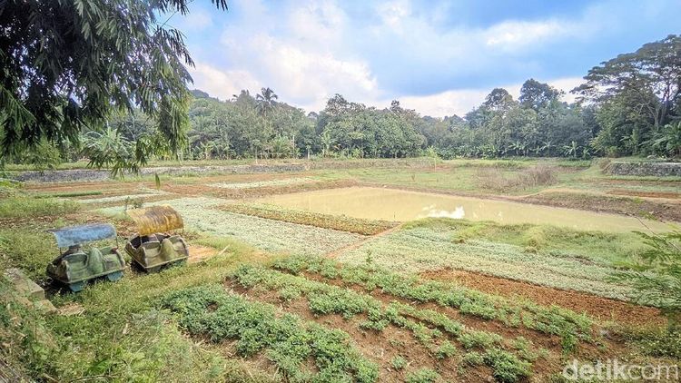 Potret Warga Bercocok Tanam di Dasar Situ Rancabungur yang Menyusut