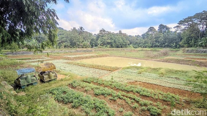 Situ Rancabungur di Kelurahan Benteng, Kecamatan dan Kabupaten Ciamis yang menyusut digunakan oleh warga untuk bercocok tanam
