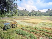 Potret Warga Bercocok Tanam di Dasar Situ Rancabungur yang Menyusut