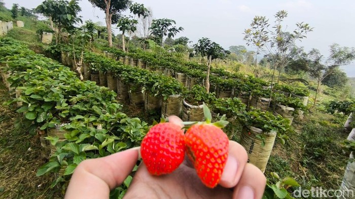 Suasana kebun stroberi Botanika di  kaki Gunung Ciremai