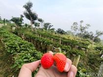 Wisata Petik Stroberi dengan Pemandangan Gunung Ciremai, Tiketnya Rp 35 Ribu