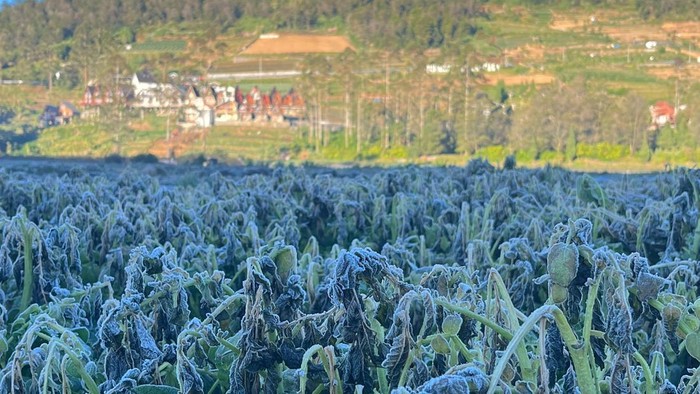 Tanaman petani Dieng diselimuti embun es saat suhu -5 derajat Celcius, Senin (13/7/2026) pagi.