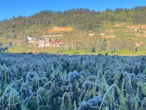 Kawasan Dieng Minus 5 Derajat Celsius, Petani Kentang Terancam Gagal Panen