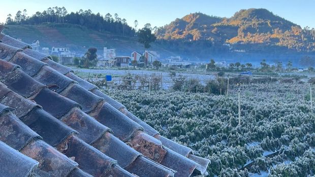 Tanaman petani Dieng diselimuti embun es saat suhu -5 derajat Celcius, Senin (13/7/2026) pagi. Tanaman petani Dieng diselimuti embun es saat suhu -5 derajat Celcius, Senin (13/7/2026) pagi.