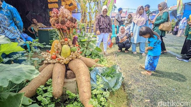 Umbi singkong ukuran jumbo dipamerkan di pameran pertanian HFi Krida Pertanian.