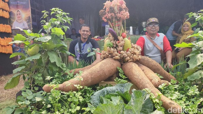Umbi singkong ukuran jumbo dipamerkan di pameran pertanian HFi Krida Pertanian.